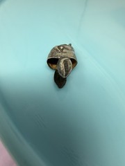 Vintage Bunny Rabbit Hare Head Good Luck Sterling Silver For Foot Charm 2.6g