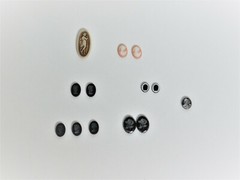A Collection of 13 Cameos in Different Sizes