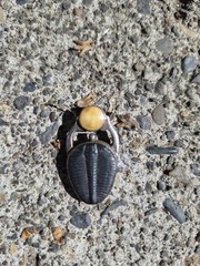Vintage Trilobite/Amber Pendant Set In Sterling Silver.