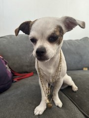 Maximal Art JOHN WIND Love & Luck Gold Tone Tripple Strand Charm Necklace