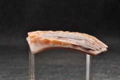 Large shell cameo carved “Girl with the bird” (total 108.5ct), sign by artist.