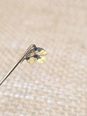 ATQ Gilt 4 Leaf Clover Crescent Moon Stick Pin Paste Moonstone Seed Pearl 2.3″